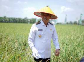 Bupati Rohil Panen Raya Padi Nusantara 1 Juta Hektar di Rimba Melintang