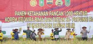 Gubernur Riau Bersama Danrem 031 Wira Bima dan Kapolda Riau Panen Raya Padi di Rohil