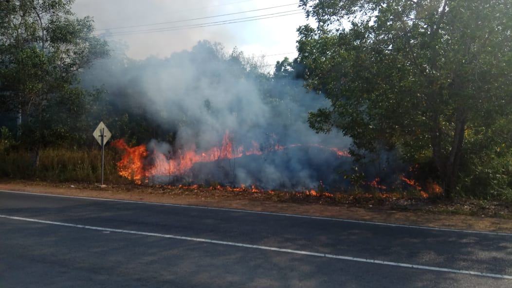 Warga Berjibaku Padamkan Kebakaran Hutan di KM 16 Tanjung Uban