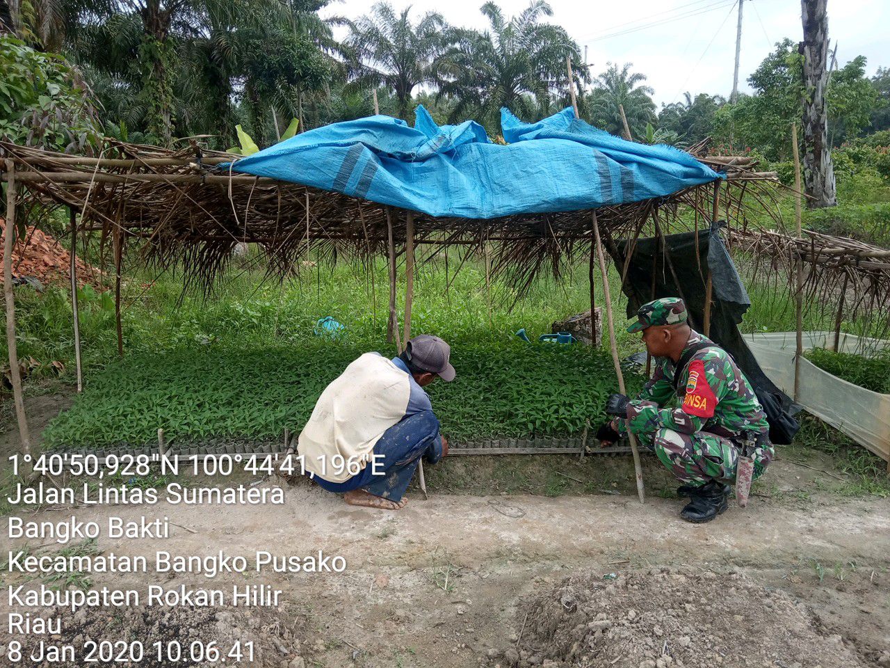 Dampingi Petani Cabai, Babinsa Cek Bibit Yang Siap Tanam