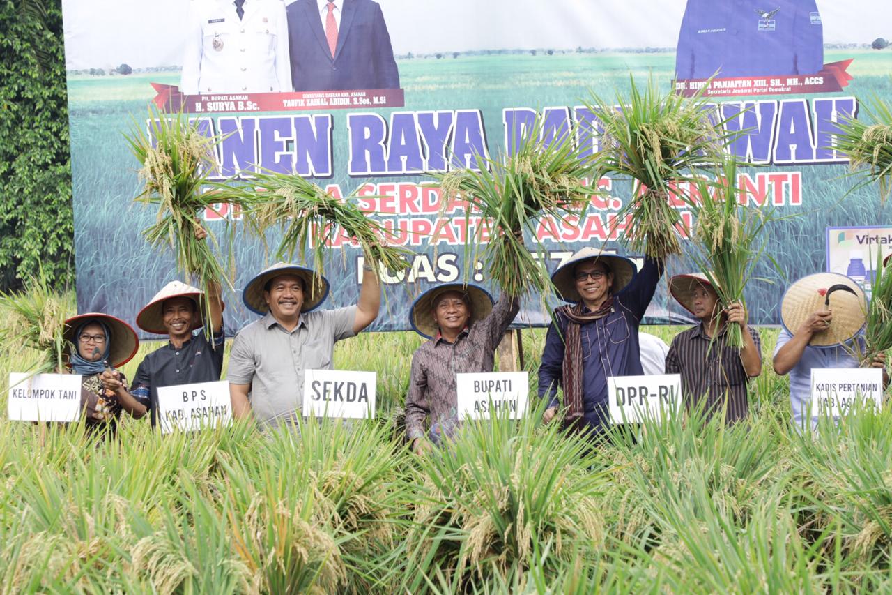 Plt Bupati Asahan Hadiri Panen Raya Padi Seluas 457 Hektar