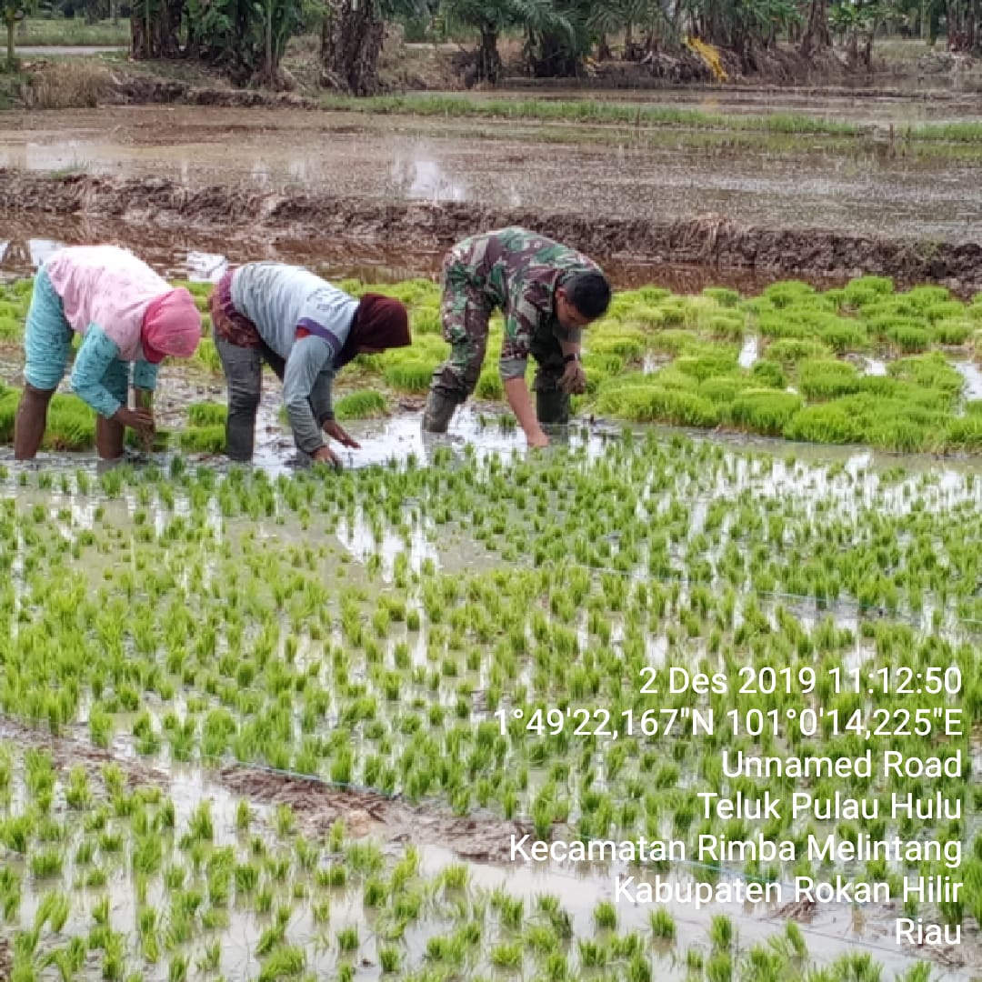 Babinsa Koramil 05/RM Dampingi Petani Sebar Semai Padi