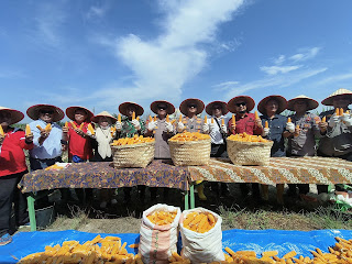 Polres Bengkalis dan Polsek Mandau Panen Raya Jagung Serentak Kuartal II