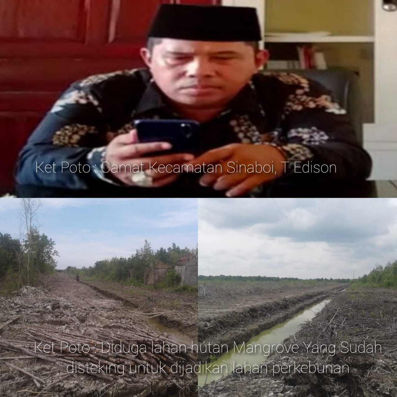 Diduga Hutan Mangrove Dibabat, Kata Camat Sinaboi Rencana Mau Bikin Kelompok Tani