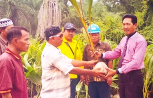 Kembangkan Perkebunan Kelapa Dalam, Disbun Rohil Bagikan 11.750 bibit Geratis