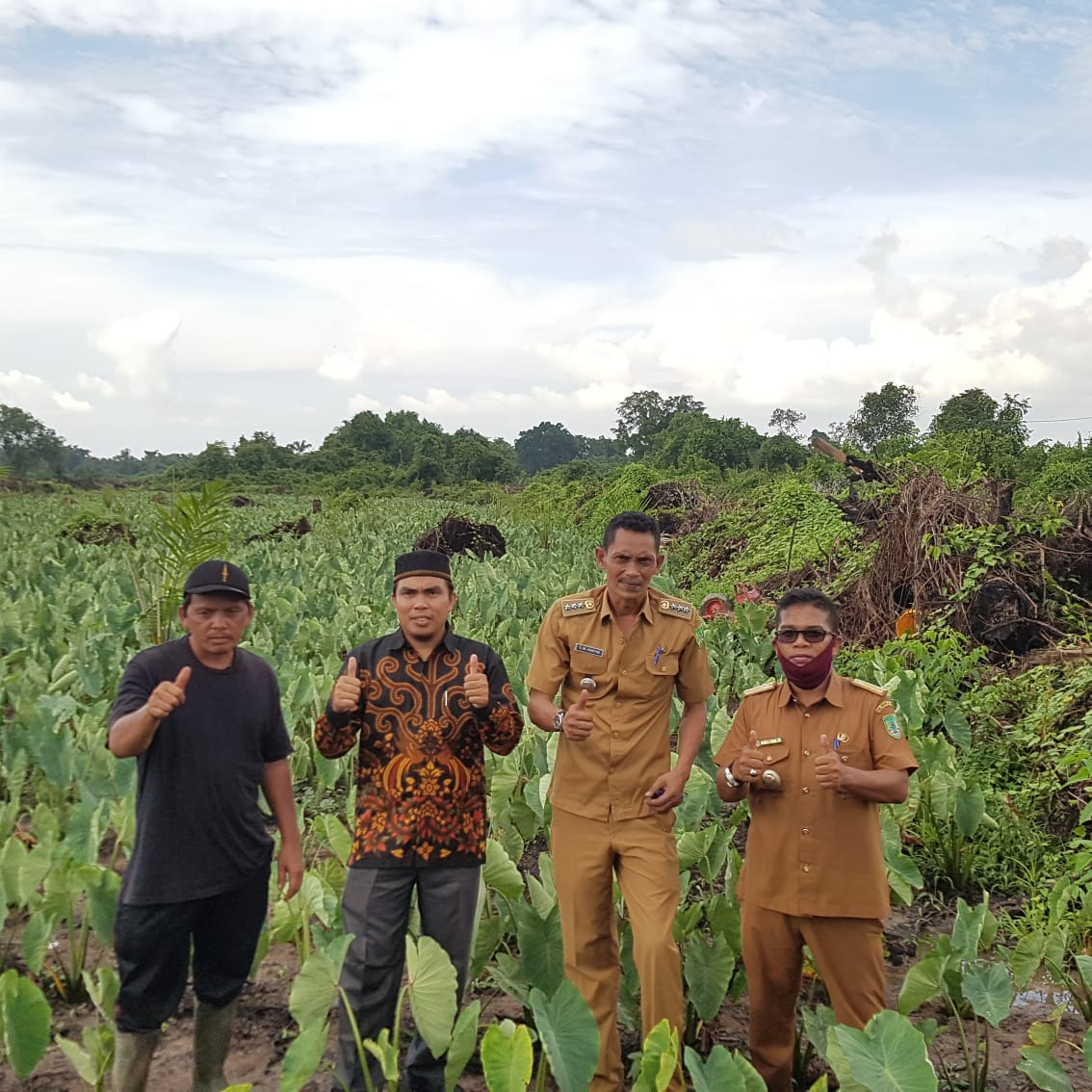 Camat Lubuk Dalam Kabupaten Siak Belajar Cocok Tanam Keladi Ungu di Desa Darussalam Sinaboi
