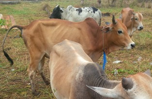 Pasokan Daging Kurban Idul Adha di Rohil Cukup