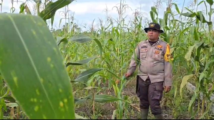Bhabinkamtibmas Polsek Sinaboi Monitoring Lahan Jagung 4 Hektare
