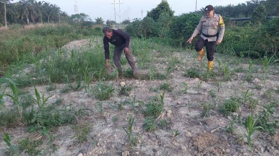 Upaya Hasil Optimal, Bhabinkamtibmas Polsek Rantau Kopar Cek Perkembangan Jagung Pipil Warga