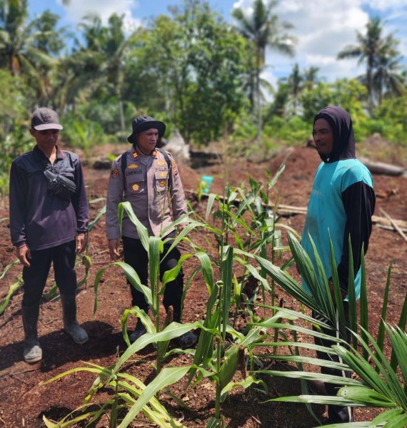 Dukung Swasembada, Kapolsek Panipahan Tinjau Jagung Pipil