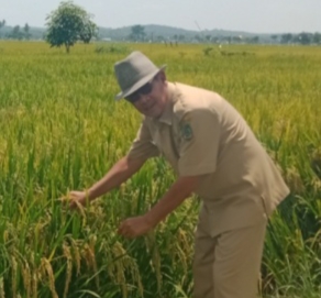 HM Rusli Syarief: Petani Pematang Sikek Dalam Setahun Dua Kali Tanam