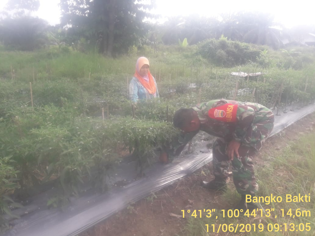 Babinsa Koramil 05/RM Bantu Buruh Tani Bersihkan Gulma Tanaman Cabai Babinsa Koramil 05/RM Bantu Buruh Tani Bersihkan Gulma Tanaman Cabai