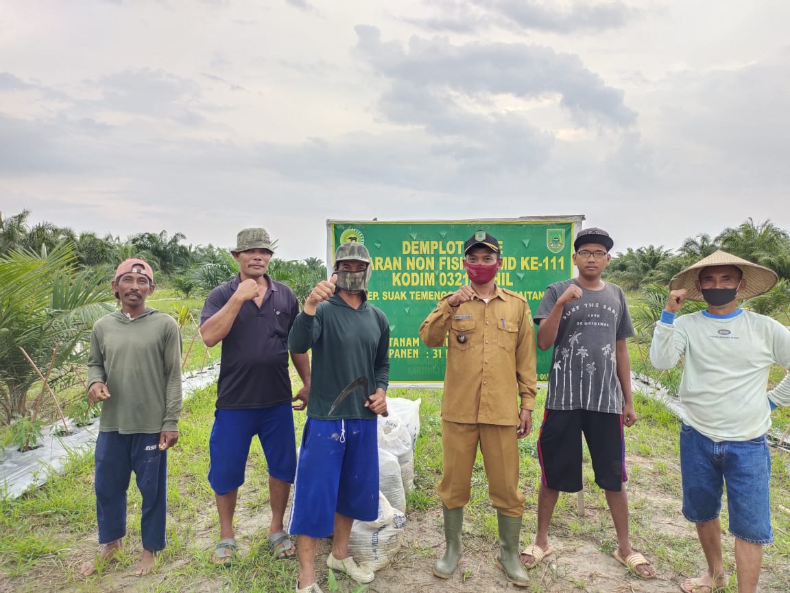 Pak Penghulu apresiasi demplot cabai program TMMD ke-111