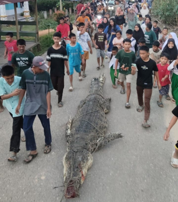 Heboh, Buaya Sepanjang 7 Meter Ditangkap Warga Rohil Heboh, Buaya Sepanjang 7 Meter Ditangkap Warga Rohil