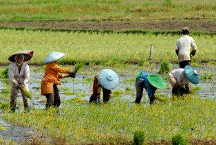 Kecamatan Sinaboi Bakal Jadi Lumbung Pertanian Rohil