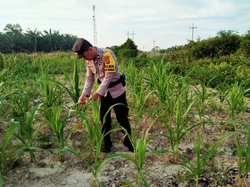 Bhabinkamtibmas Kel. Rantau Kopar Cek Ketahanan pangan jagung pipil