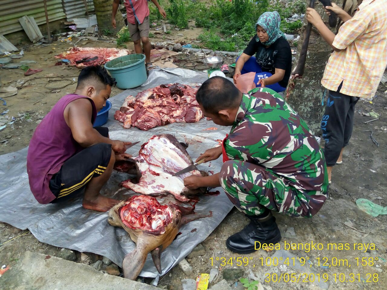 Babinsa Koramil 05/RM Hadiri Penyembelihan Sapi di PT. GRM