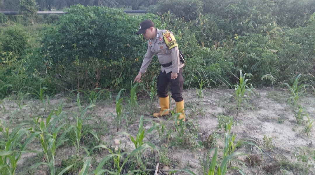 Dukung Program Ketahanan Pangan Nasional Bhabinkamtibmas Tinjau Perkembangan Tanaman Jagung Pipil