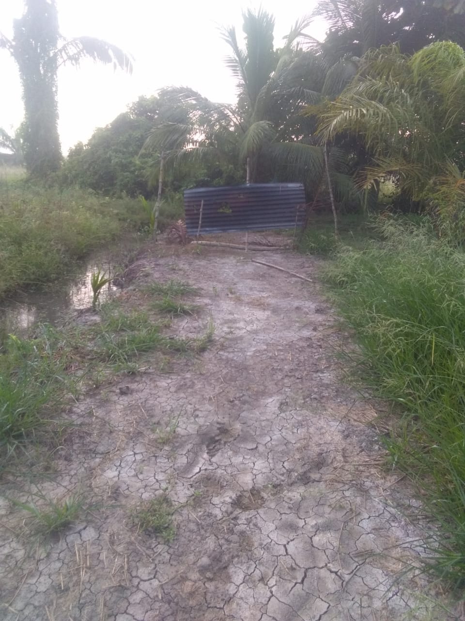 Tutup Jalan Umum Sepihak, Warga Pedamaran Rohil Minta Ketegasan Penghulu