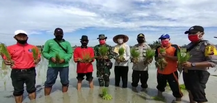 Masyarakat Pematang Sikek Gotong Royong Tanam Padi Serentak