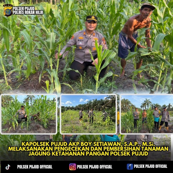 Turun Langsung ke Kebun Jagung, Kapolsek Pujud Pimpin Pengecekan Program Ketapang