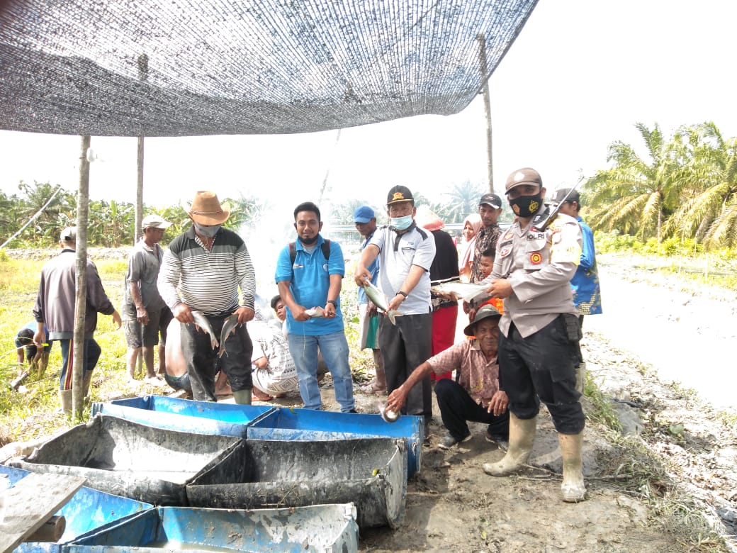 Bhabinkamtibmas Pedamaran Bagikan Hasil Panen Ikan Patin Kepada Masyarakat