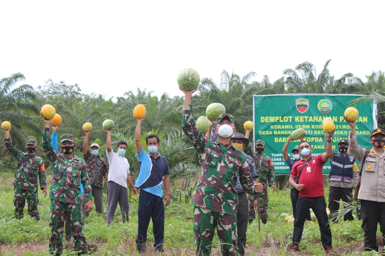 Dandim 0321/Rohil Laksanakan Panen Semangka Di Demplot Koramil 05/RM