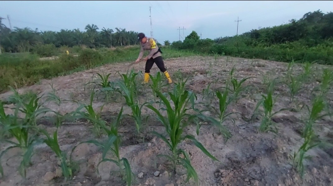 Bhabinkamtibmas Polsek Rantau Kopar Cek Kontrol Tanaman Jagung Pipil Kelompok Tani