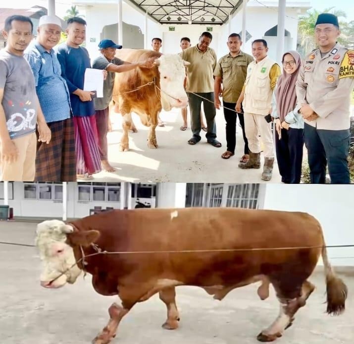 Idul Adha 1447 H, Rumah Suluk Syech Oesman Syahabuddin Rohil Terima Sapi Kurban Jumbo dari Presiden 