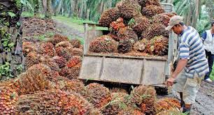 Mengintip Pergerakan Harga Sawit Riau Dalam Sepekan