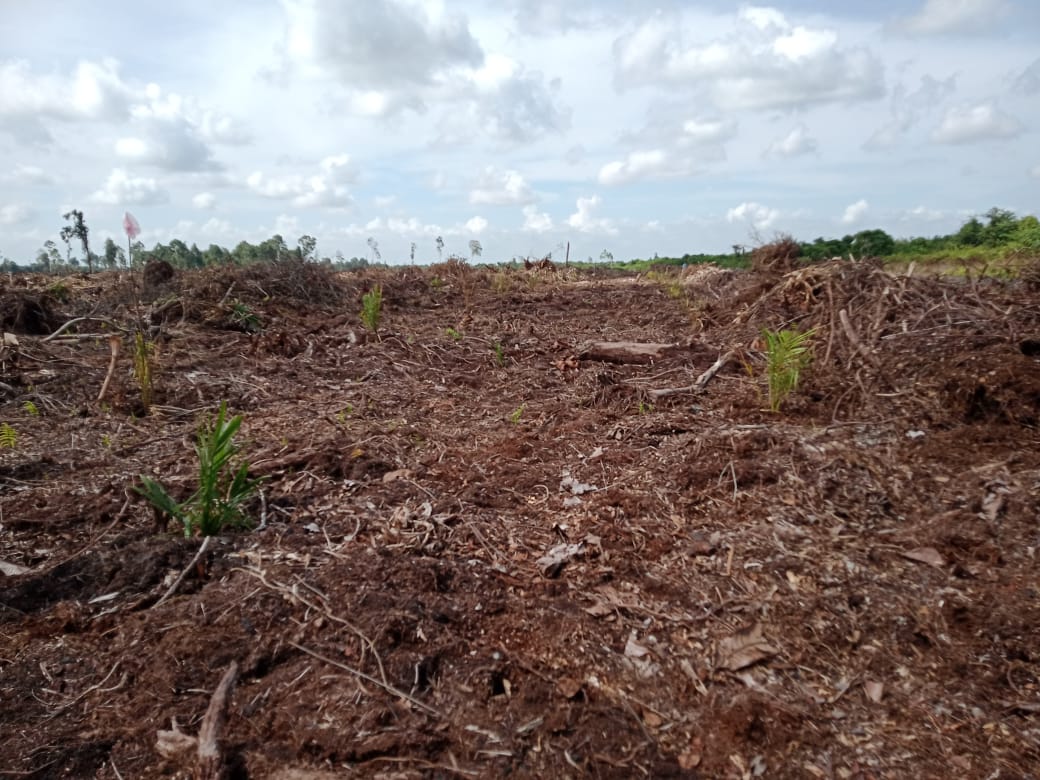 Klarifikasi, Tidak Ada Perambah Hutan di Desa Sungai Sialang Batu Hampar Klarifikasi, Tidak Ada Perambah Hutan di Desa Sungai Sialang Batu Hampar