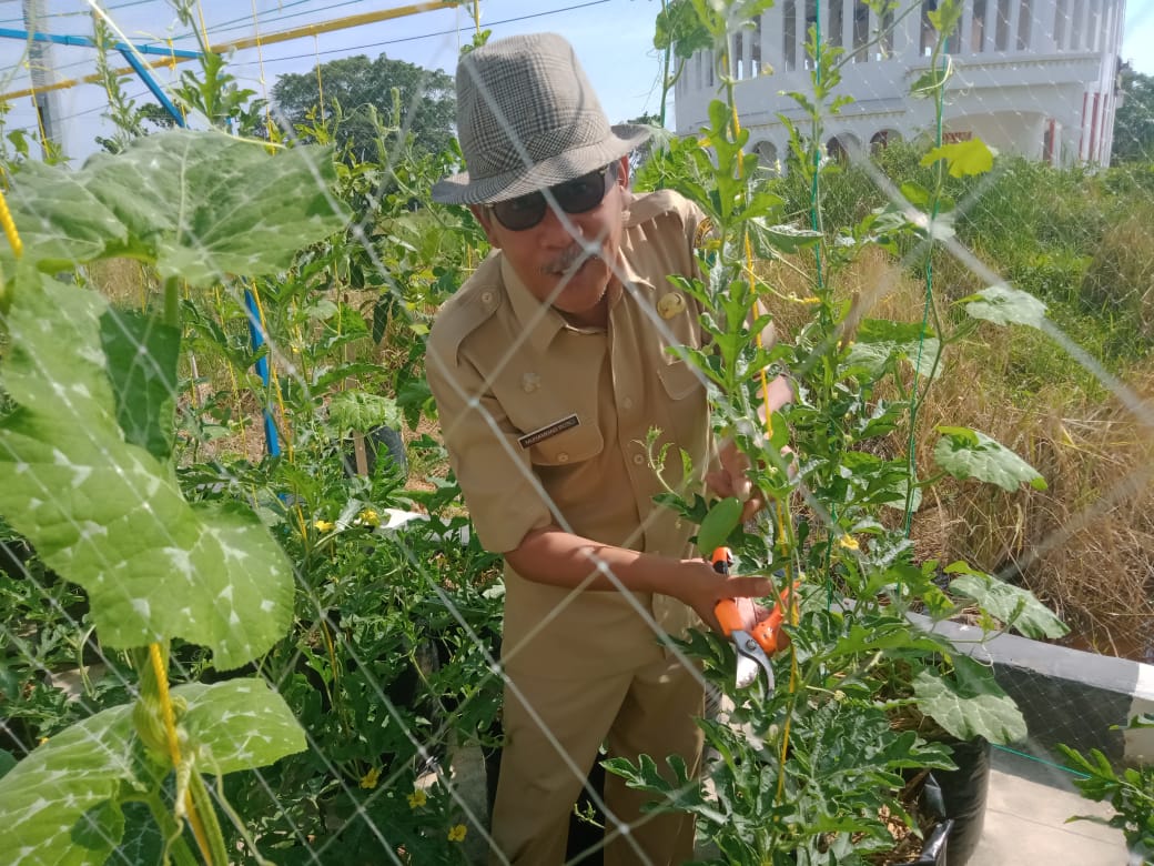 Kadis DKPP Rohil: Tanami Pelbagai Jenis Buah Canangkan Agro Wisata Kadis DKPP Rohil: Tanami Pelbagai Jenis Buah Canangkan Agro Wisata
