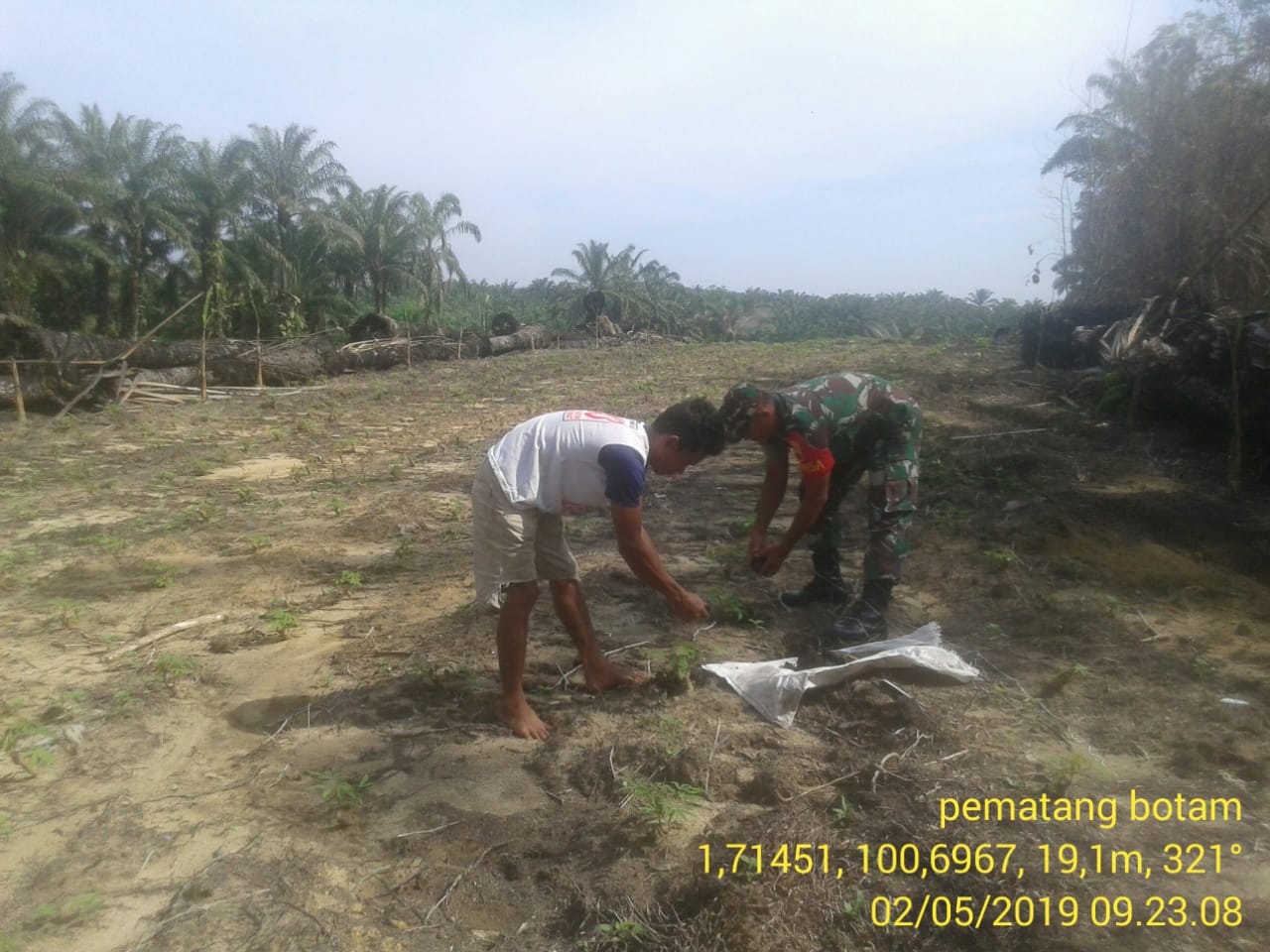Babinsa Koramil 05/RM Bantu Petani Ubi Kayu Lakukan Pemupukan