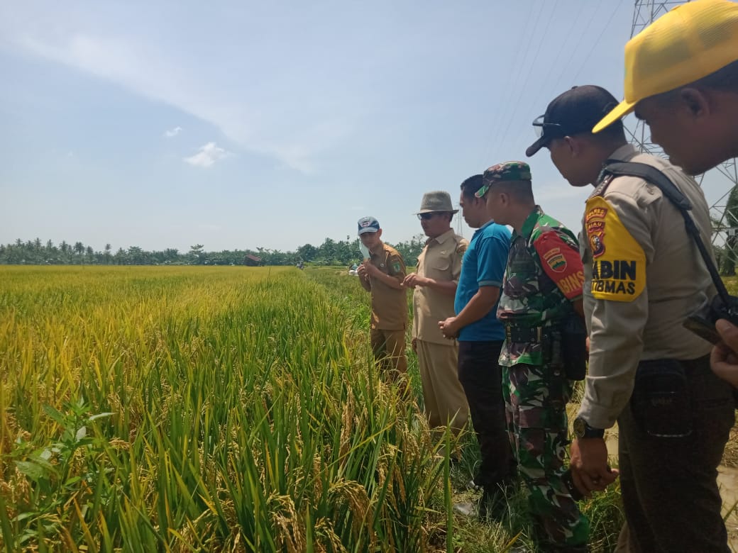 HM Rusli Syarief Tinjau Lokasi Panen Raya di Pematang Sikek