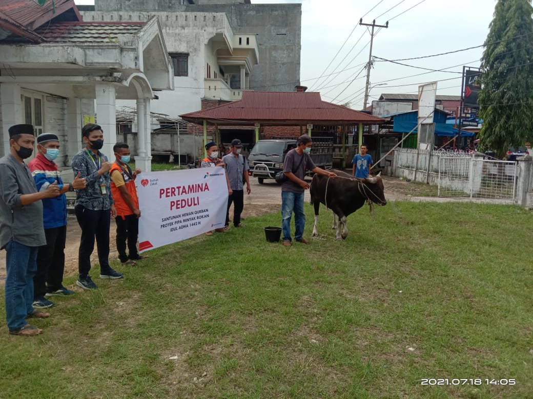 Bupati Rohil Afrizal Serahkan Satu Ekor Sapi Kurban Kepada Wartawan