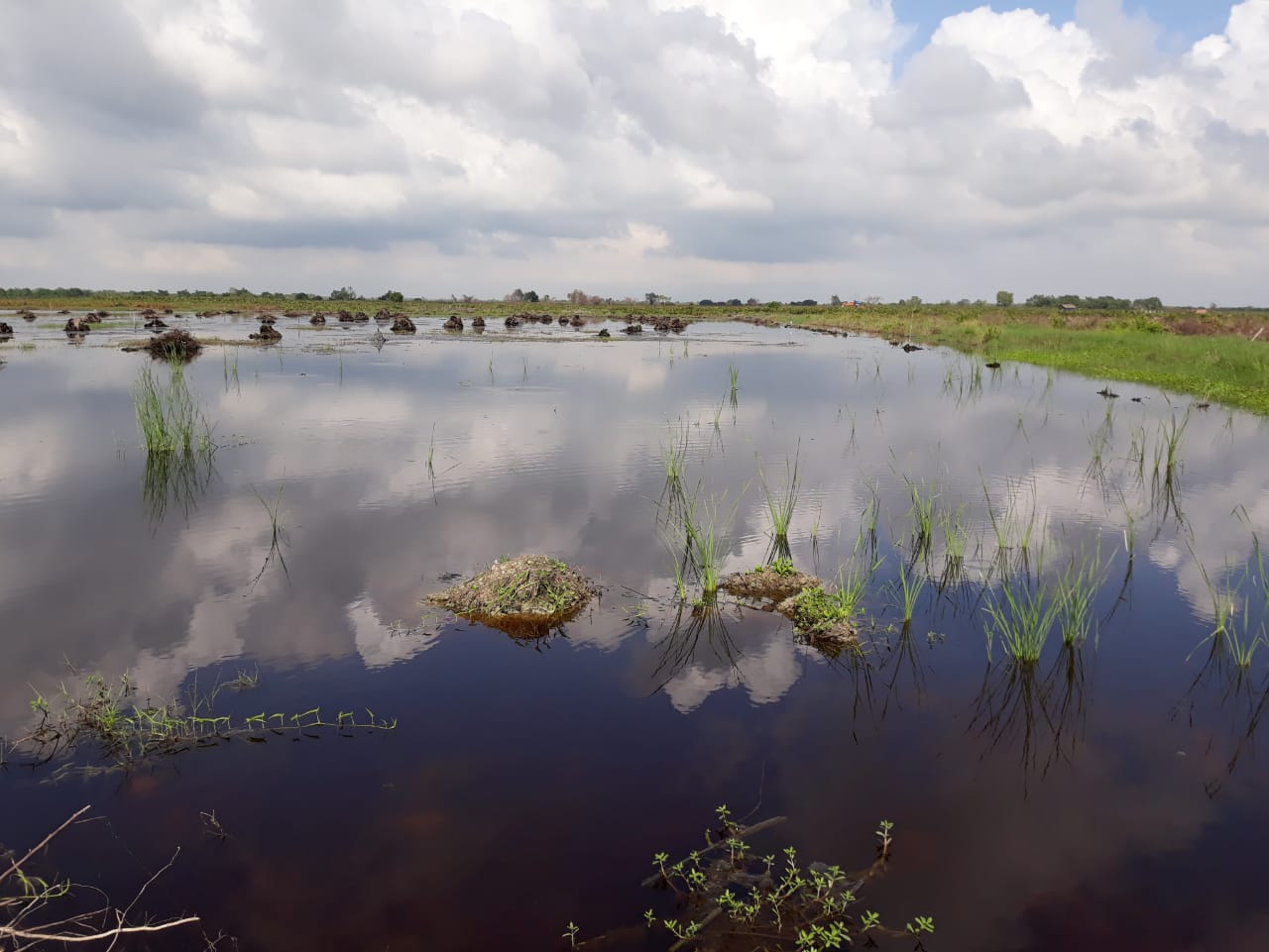 Diduga Proyek Rehabilitasi Sawah di Parit Aman Rohil Gagal