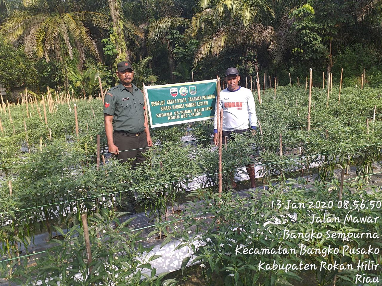 Babinsa Dampingi Petani Cabai Demplot Di Bangko Lestari Babinsa Dampingi Petani Cabai Demplot Di Bangko Lestari