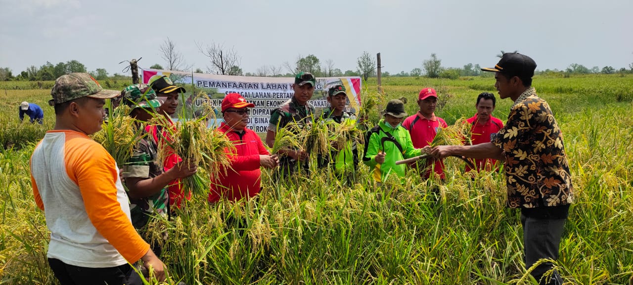 Dandim 0321 Rohil Panen Raya Padi Binaan Babinsa Koptu Sugianto di Pekaitan