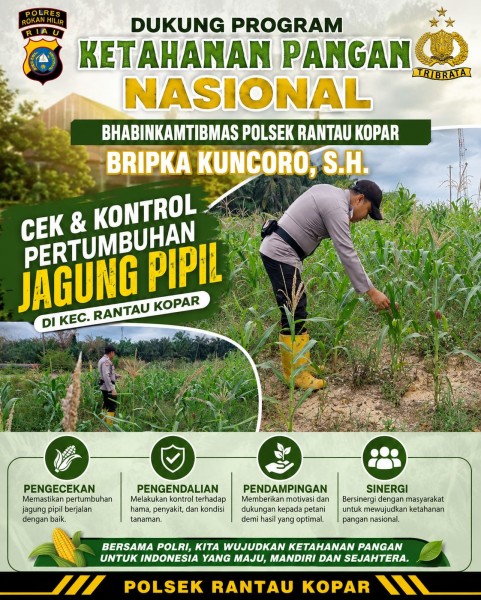 Bhabinkamtibmas Polsek Rantau Kopar Cek dan Kontrol Perkembangan Tanaman Jagung Pipil