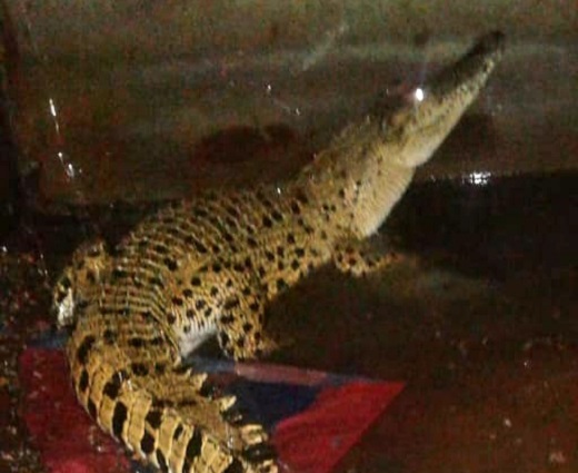 BKSD Riau Terima Buaya Muara Sepanjang 1,3 Meter dari Warga BKSD Riau Terima Buaya Muara Sepanjang 1,3 Meter dari Warga