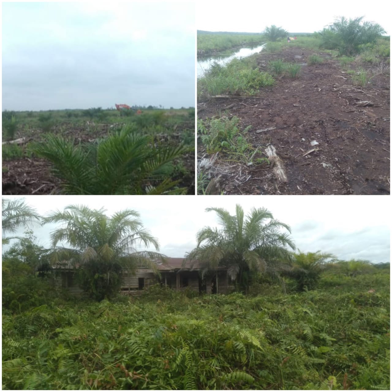 Diduga PT. Usaha Baru Serobot Lahan Sawit Milik Haji Amin 838 Diduga PT. Usaha Baru Serobot Lahan Sawit Milik Haji Amin 838