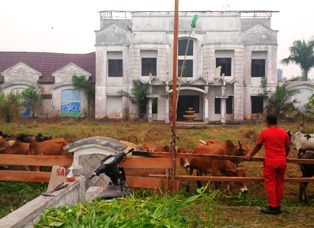 Proyek Kolam Renang Terbangkalai di Rohil Jadi Kandang Sapi Kurban