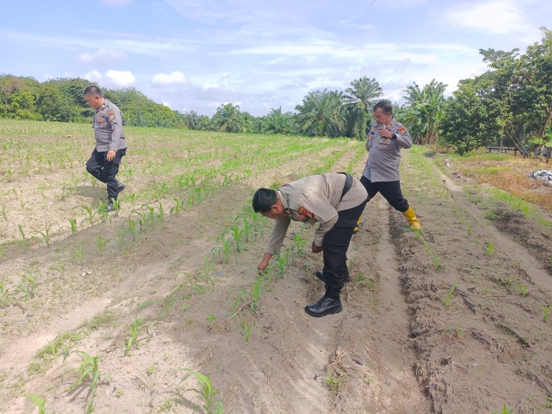 Optimalkan Ketahanan Pangan, Polsek Tanah Putih dan Petani Rawat 2 Hektare Lahan Jagung