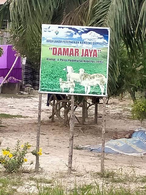 Aneh !! Dana Sudah Dikucurkan Direktur BUMKep Damar Jaya Pedamaran Ngaku Tak Faham