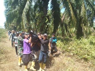 Sudah Ditemukan, Jenazah Warga Rohil Tewas Diterkam Buaya Masih Utuh
