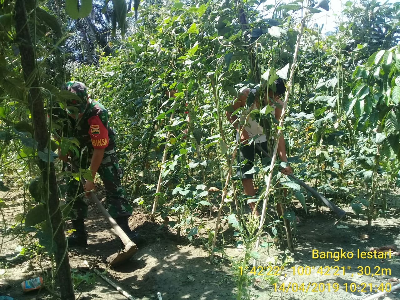 Babinsa Koramil 05 Rimba Melintang Bantu Petani Bersihkan Lahan