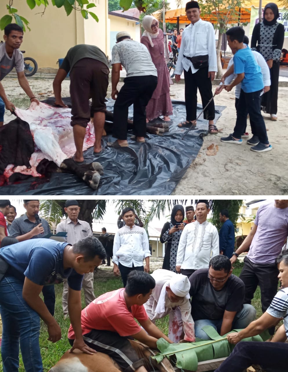 Polres Rohil Qurban 13 Ekor Hewan Sapi Dan 4 Ekor Kambing Di Hari Raya Idul Adha 1440 H 2019