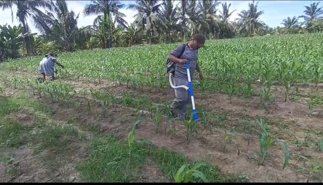 Polsek Tanah Putih Intensifkan Perawatan Lahan Jagung Ketapang: Dukung Asta Cita Presiden