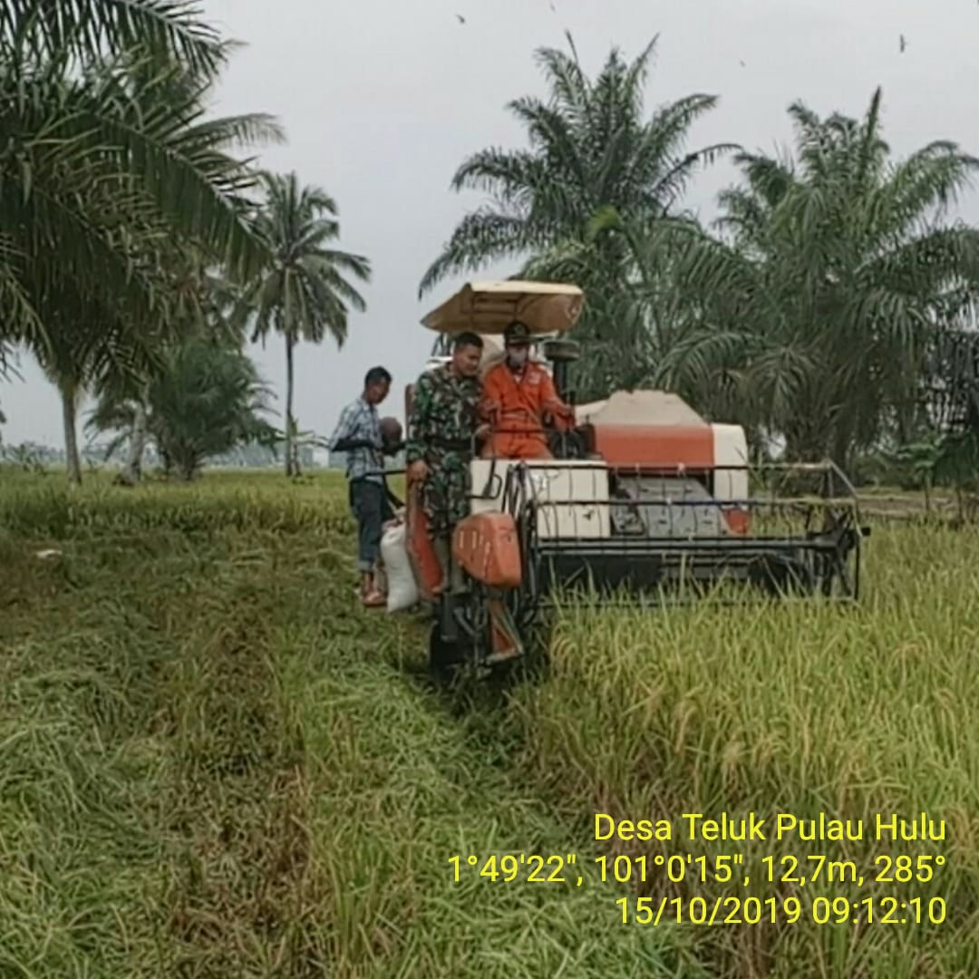 Babinsa Koramil 05/RM Dampingi Petani Panen Padi