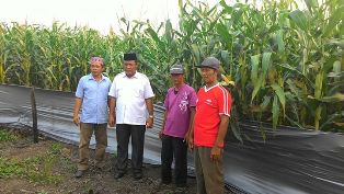 Paslon SUDIN Blusukan di Kebon Jagung Desa Darusalam